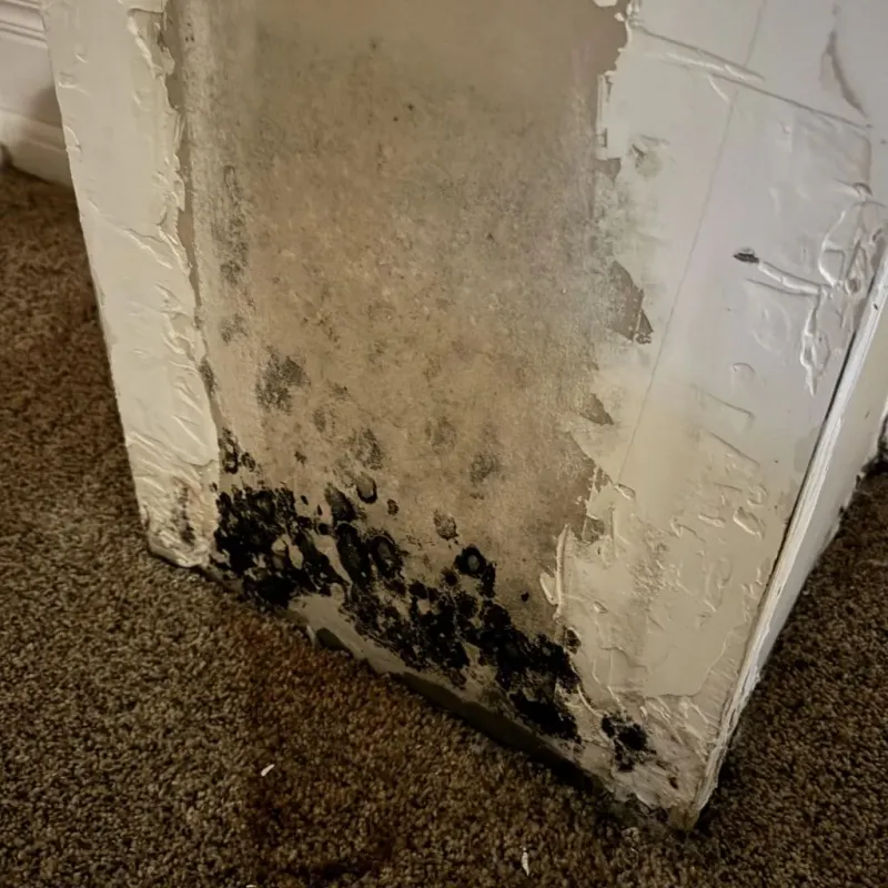 Professional Mold Removal in Pryor, OK